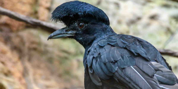 Quelle couleur commence par U ?