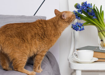 Qu'est-ce que les chats détestent ?