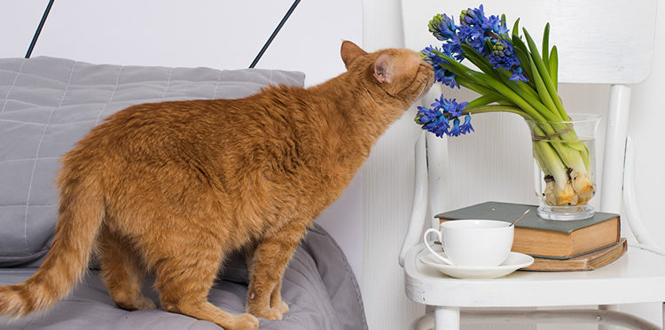 Qu'est-ce que les chats détestent ?