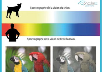 Comment un chien voit la nuit ?