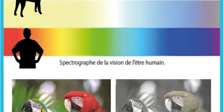 Comment un chien voit la nuit ?