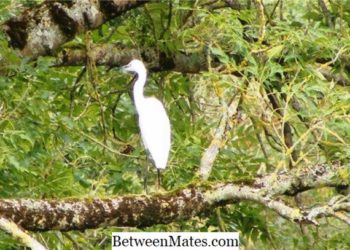 Quelle différence entre un héron et une aigrette ?