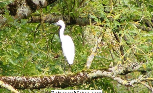 Quelle différence entre un héron et une aigrette ?