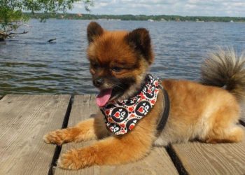 Quel croquette pour un Spitz ?