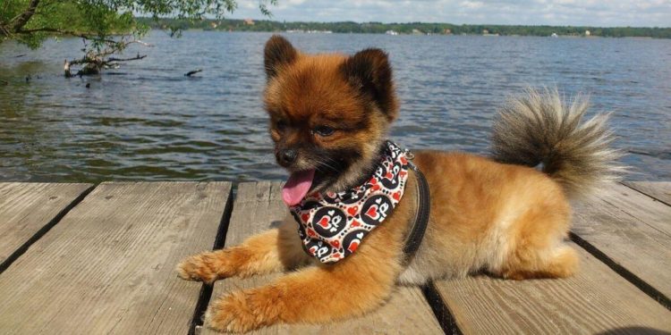 Quel croquette pour un Spitz ?