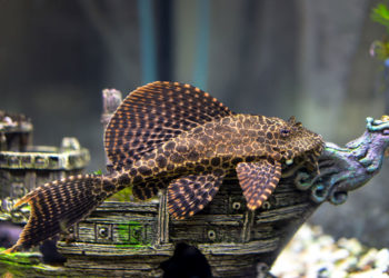 Quelle est la famille des poissons ?