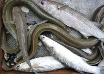 Quels sont les poissons de la Loire ?
