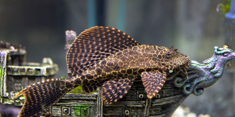 Quelle est la famille des poissons ?