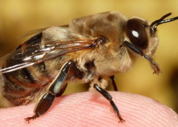 Comment reconnaître un faux-bourdon ?