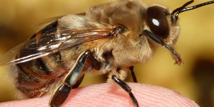 Comment reconnaître un faux-bourdon ?