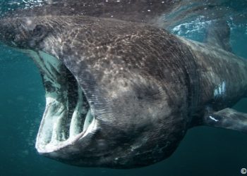 Qui est le plus gros entre la baleine et l'orque ?