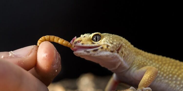 Est-ce que les geckos mangent les lézards ?