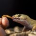 Est-ce que les geckos mangent les lézards ?