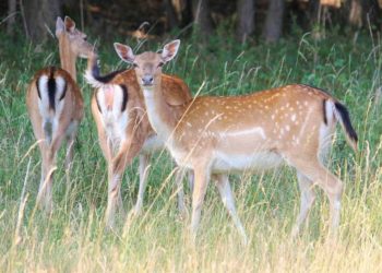 Comment s'appelle les bois des cervidés ?