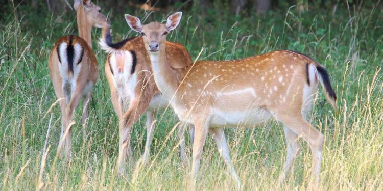 Comment s'appelle les bois des cervidés ?