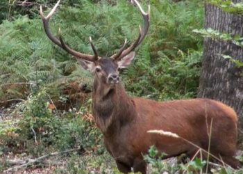 Quelle différence entre un daim et un cerf ?