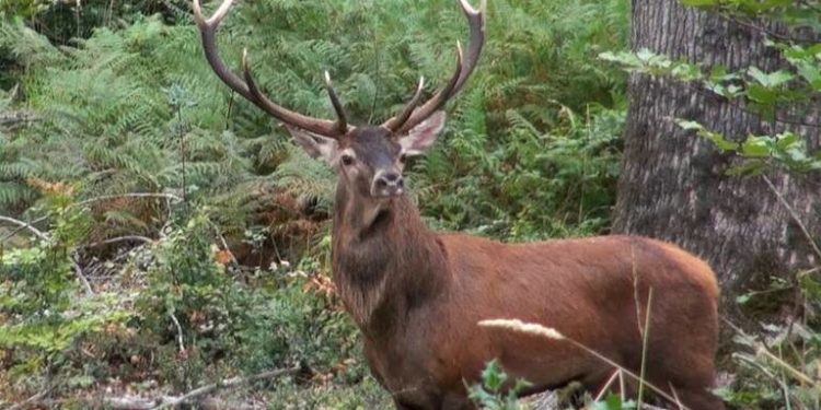 Quelle différence entre un daim et un cerf ?