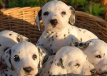 Puis-je sortir mon chiot de 2 mois ?