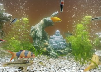Comment avoir une eau cristalline dans mon aquarium ?