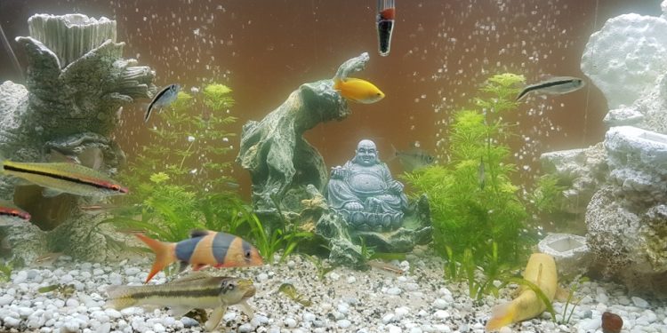 Comment avoir une eau cristalline dans mon aquarium ?