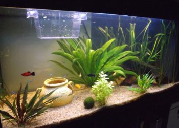 Quelle eau pour aquarium Guppy ?