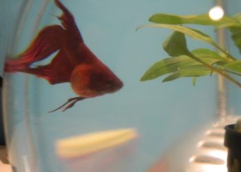 Pourquoi Appelle-t-on un poisson combattant ?