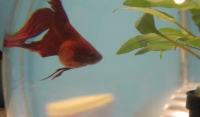 Pourquoi Appelle-t-on un poisson combattant ?