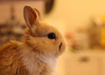 Comment savoir si un lapin a soif ?