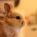 Comment savoir si un lapin a soif ?