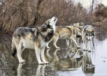 Quel est le loup le plus dangereux ?