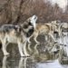 Quel est le loup le plus dangereux ?