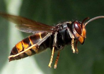 Qu'est-ce qu'une espèce exotique ?