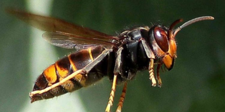 Qu'est-ce qu'une espèce exotique ?