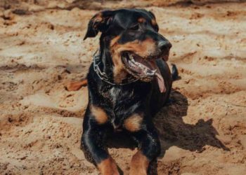 Quels sont les chiens de catégorie 4 ?