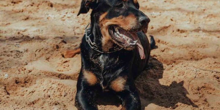 Quels sont les chiens de catégorie 4 ?