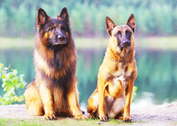 Quelle différence entre Malinois et berger belge ?