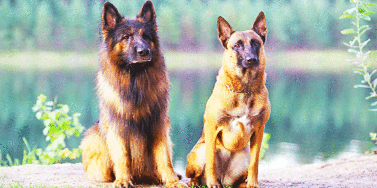 Quelle différence entre Malinois et berger belge ?