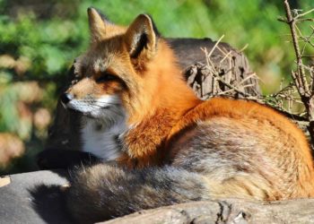 Quelle couleur sont les oreilles du renard ?