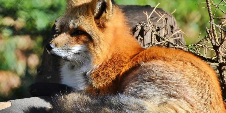 Quelle couleur sont les oreilles du renard ?