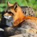 Quelle couleur sont les oreilles du renard ?