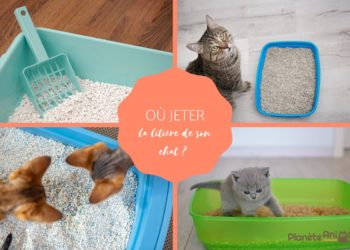 Où jeter la litière minérale ?