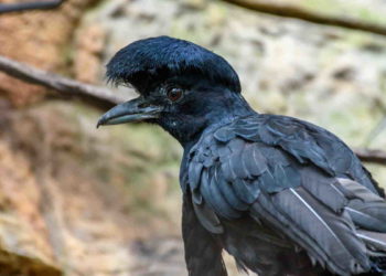 Quelle couleur commence par U ?