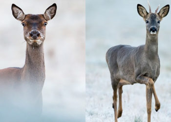 Comment faire la différence entre une biche et un chevreuil ?