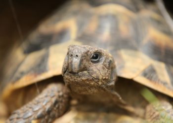 Comment savoir l'âge d'une biche ?