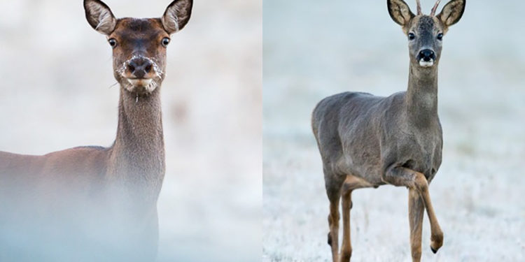 Comment faire la différence entre une biche et un chevreuil ?
