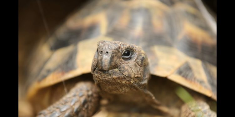 Comment savoir l'âge d'une biche ?
