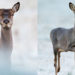 Comment faire la différence entre une biche et un chevreuil ?