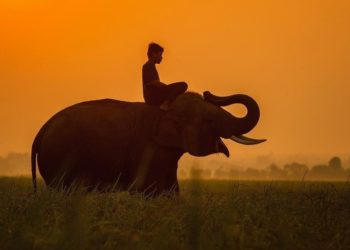 Quel est le point d'un éléphant ?