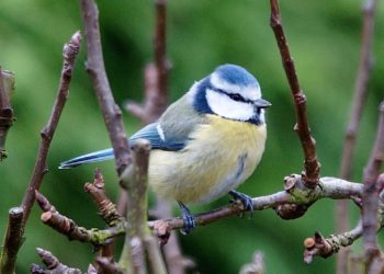 Quelle est la couleur de la mésange bleue ?
