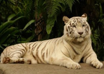 Quelle est la couleur du pelage d'un albinos ?